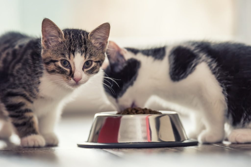 Theconsumerlink.com Homemade Cat Food A Simple Guide to Making Nutritious Meals for Your Feline Friend