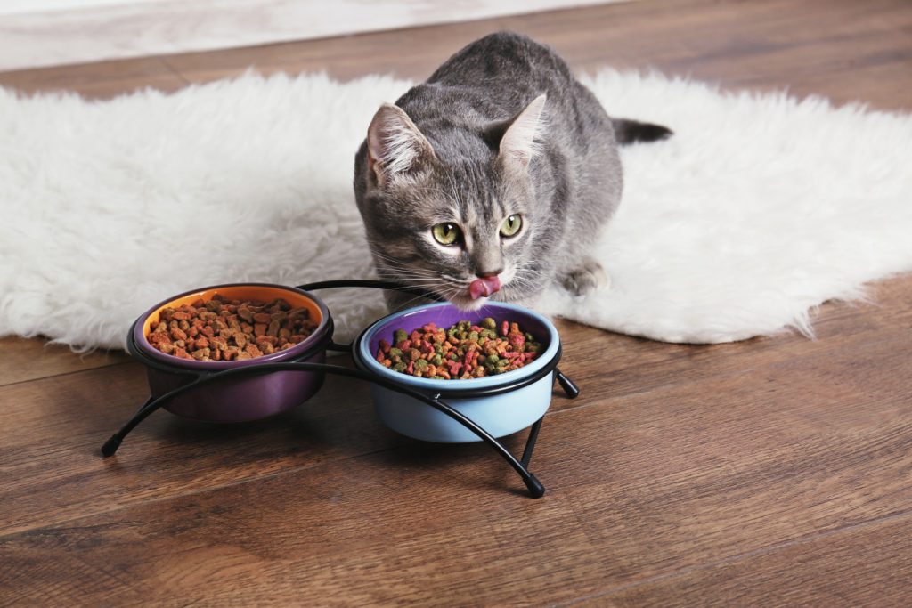 Theconsumerlink.com Best Dry Cat Food Top Picks for Your Feline Friend
